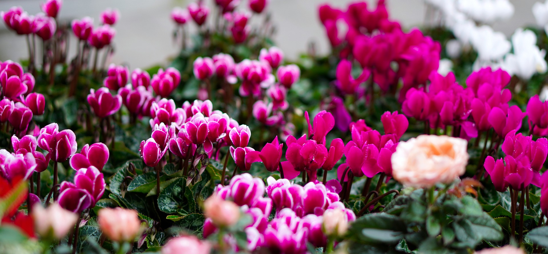 Indoor Care for Cyclamen Plants