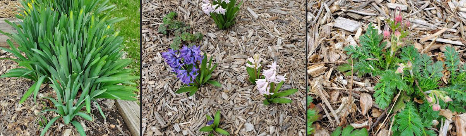 Resurrectionlilies, hyacinth and Prairie Smoke –photostaken 4-8-21