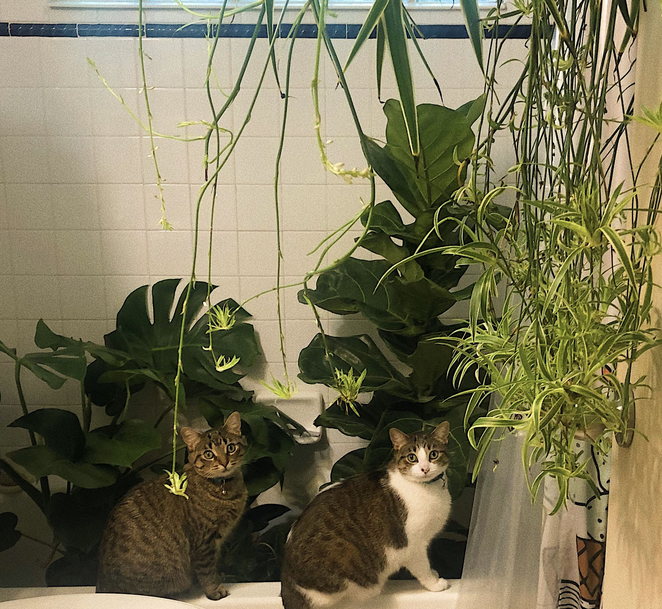 Cats sitting with Houseplants