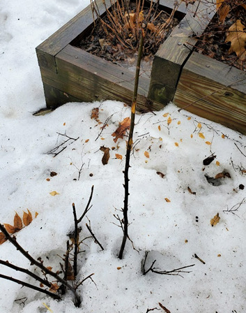 Cotoneaster in snow