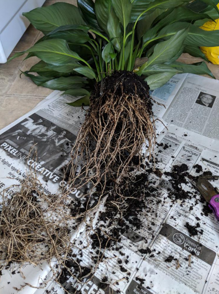 Cut through circling roots and trim