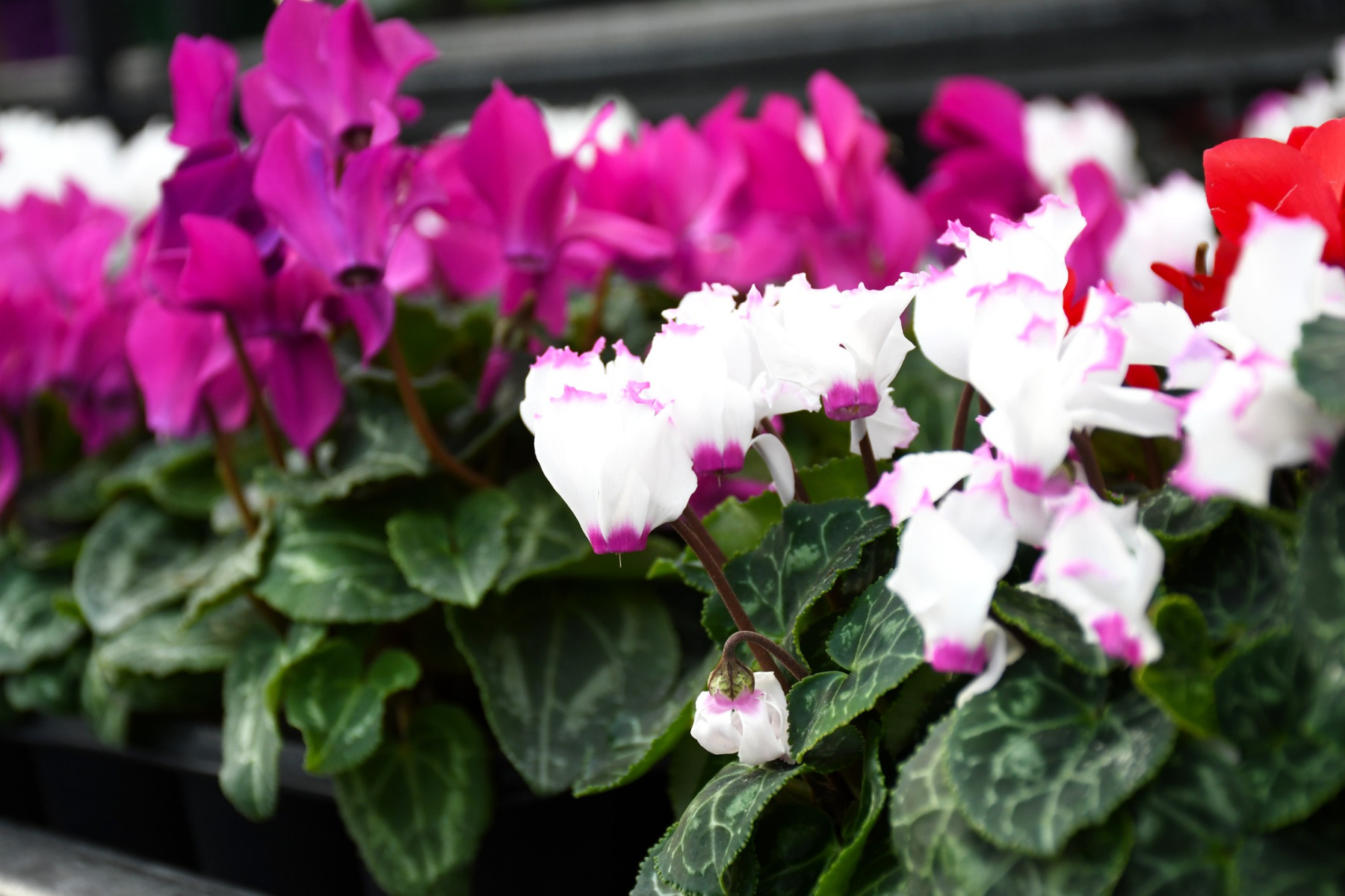 Indoor Care for Cyclamen Plants