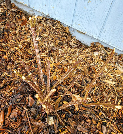 Dwarf Burning Bush eaten by rabbits