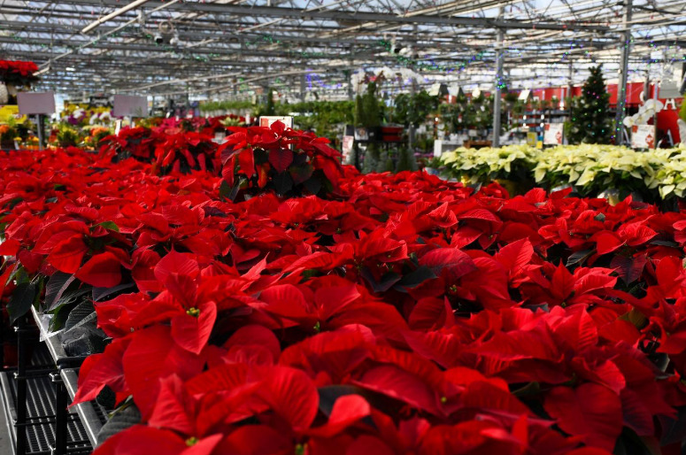 Poinsettias in Gertens Garden Center