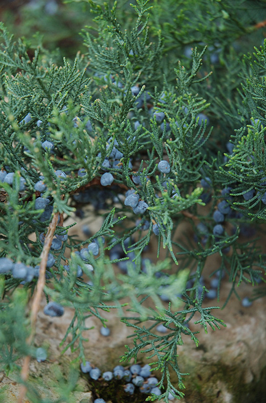 Juniper photo