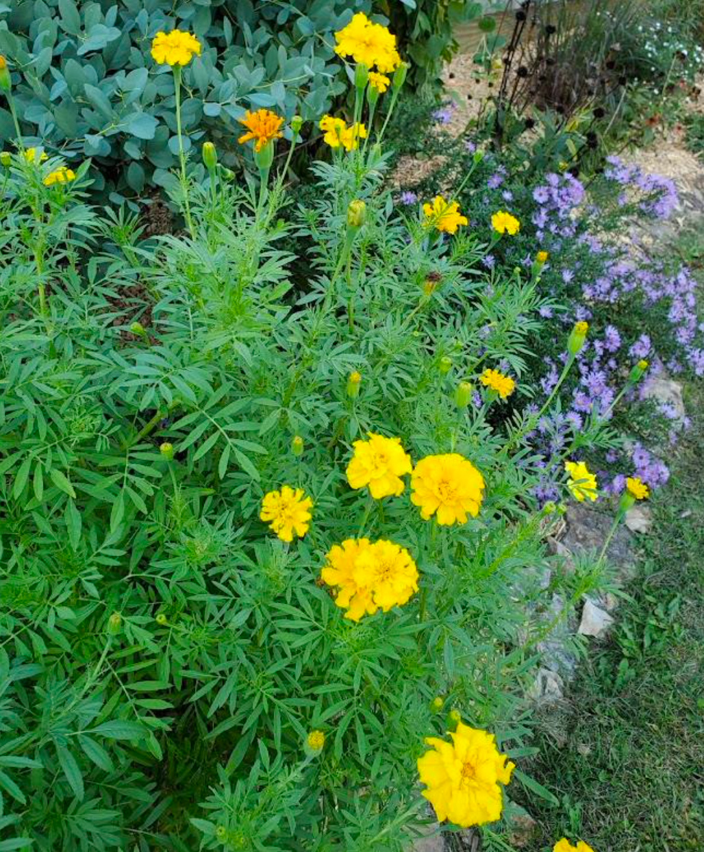 Marigolds grown from saved seeds