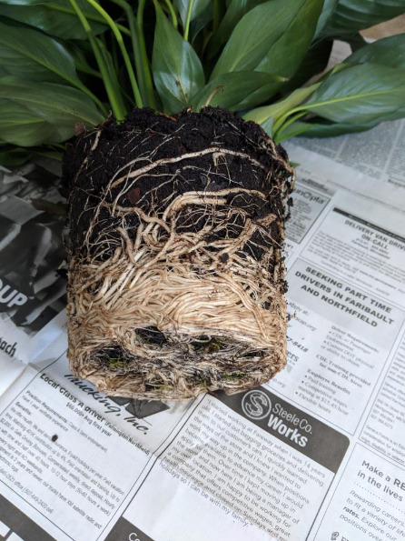 Root-Bound Peace Lily