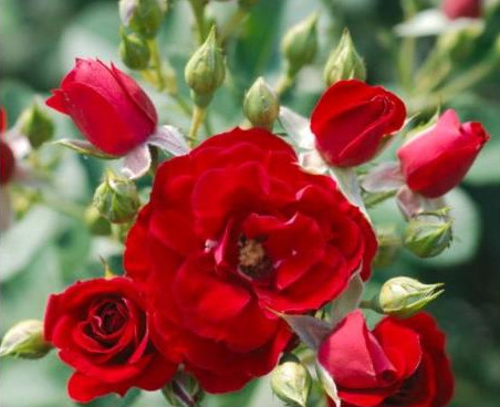Photo of 'Cherry Frost’
