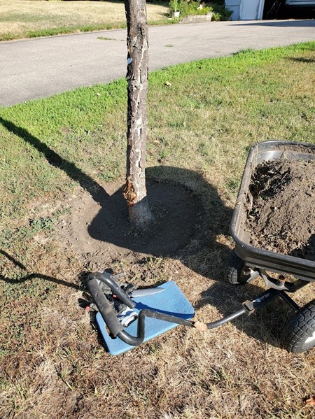 The soil was removed about 14 inches out from the trunk 