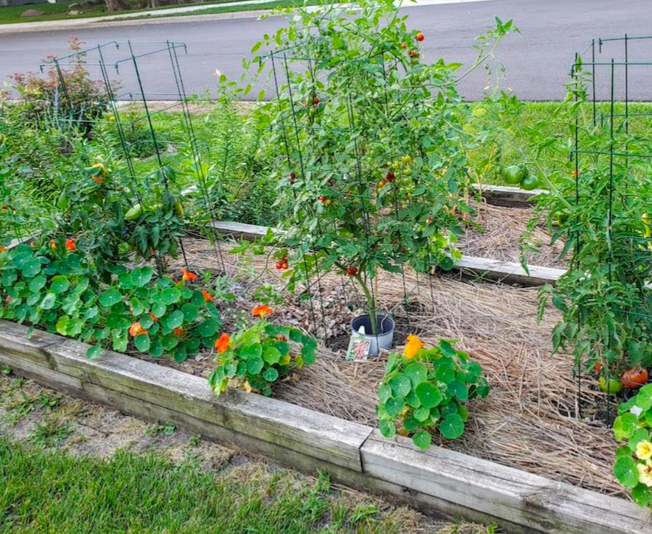 Vegetable garden on street