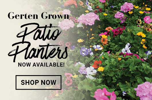 Gerten Grown Patio Planters
